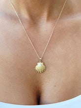 Load image into Gallery viewer, Lions Paw Shell &amp; Chain - 14K Yellow Gold