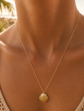 Load image into Gallery viewer, Lions Paw Shell &amp; Chain - 14K Yellow Gold